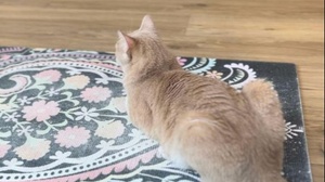 Katzentempel Yoga Brunch