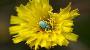 Sechs Beine, große Wunder- Entdeckungsreise in die Welt der Wieseninsekten