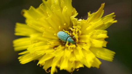 Sechs Beine, große Wunder- Entdeckungsreise in die Welt der Wieseninsekten