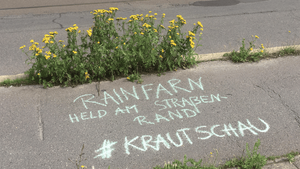 Wildpflanzen-Entdeckungstour "Krautschau"