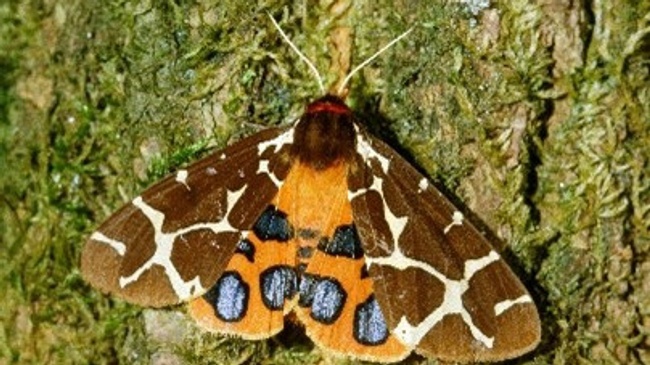 Vortragsreihe Insektenschutz in Bremer Gärten