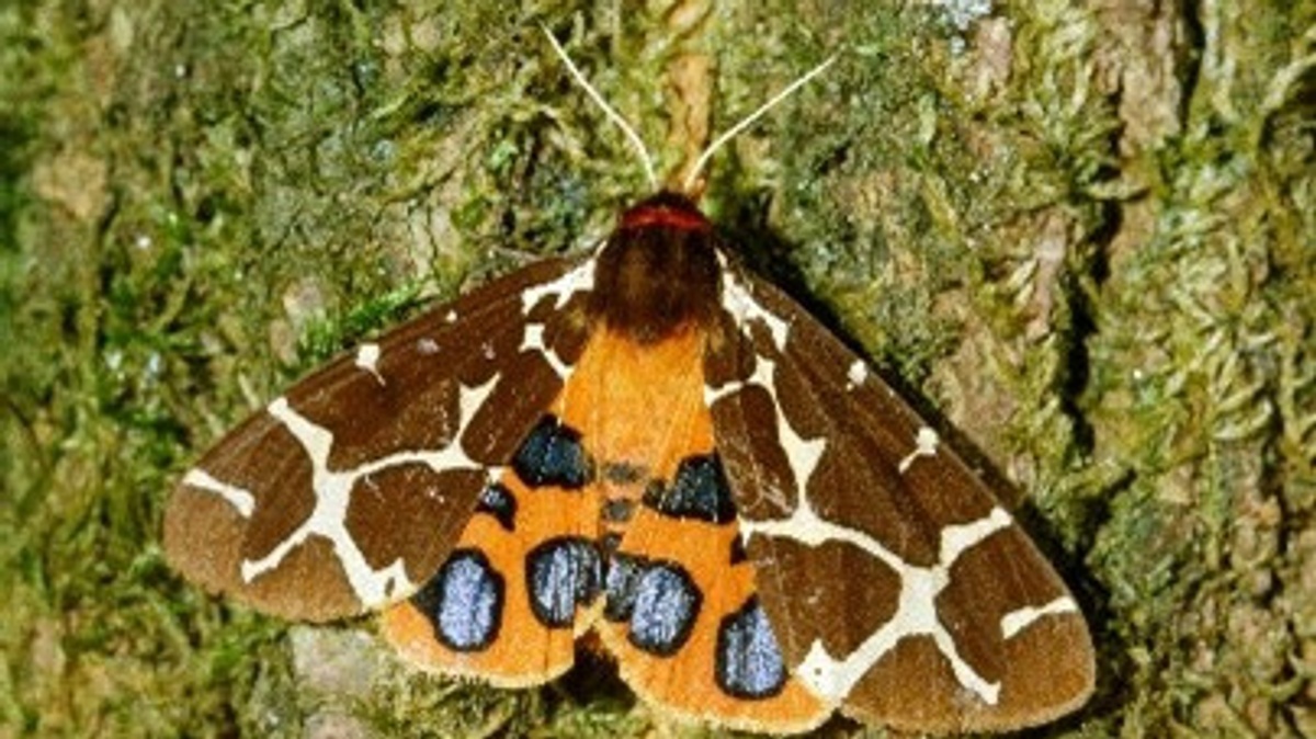 Vortragsreihe Insektenschutz in Bremer Gärten