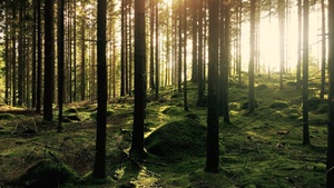Unser Wald verändert sich - eine Entdeckertour durch den Wasenwald in Reutlingen