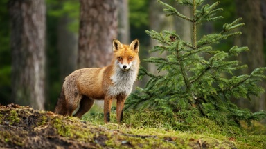 KinderUni - Was können Baum oder Fuchs gegen Ungerechtigkeit tun? Wenn die Natur vor Gericht zieht