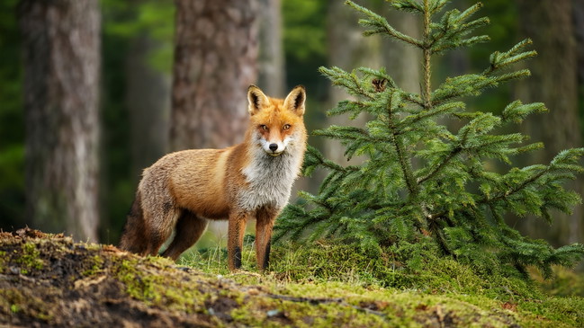 KinderUni - Was können Baum oder Fuchs gegen Ungerechtigkeit tun? Wenn die Natur vor Gericht zieht