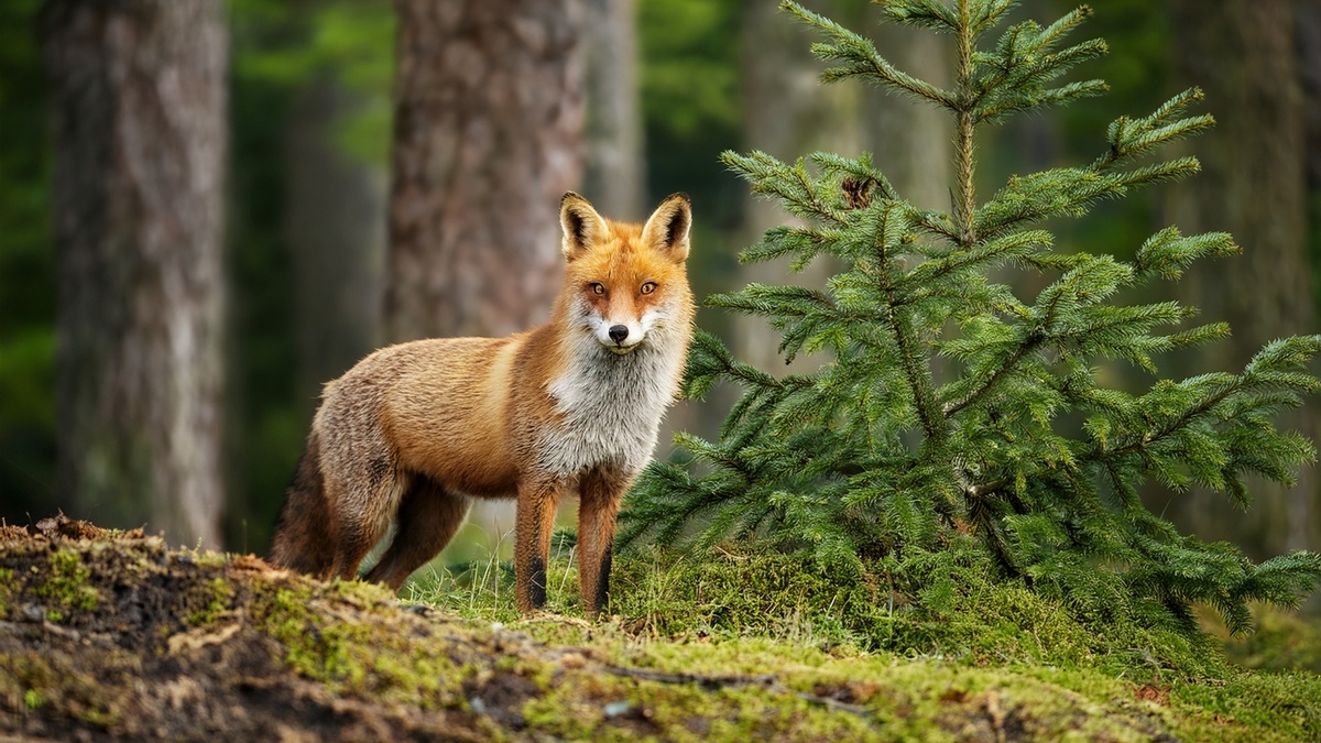 KinderUni - Was können Baum oder Fuchs gegen Ungerechtigkeit tun? Wenn die Natur vor Gericht zieht