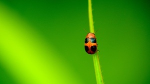 Becherlupenkurs – Insekten entdecken