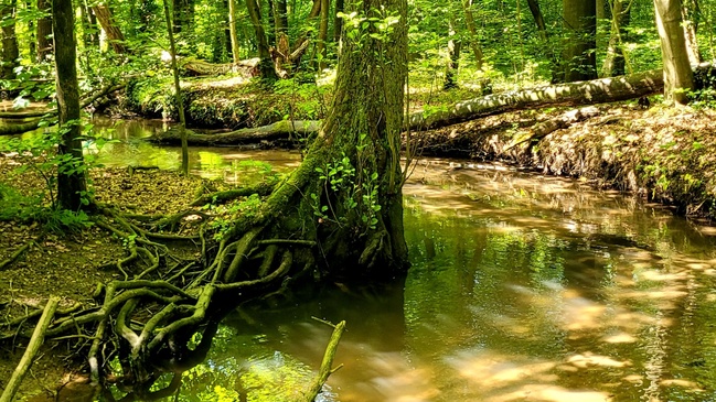 Shinrin Yoku- Entspannung im Wald