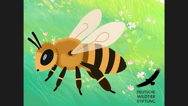 Offener Wildbienen-Nachmittag mit der Deutschen Wildtier Stiftung