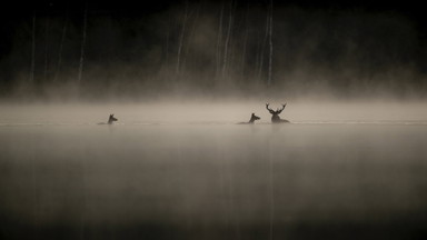 Das Flüstern der Wälder