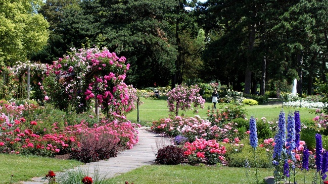Im Reich der Königin – Führung durch das Deutsche Rosarium – am ROSENFEST!