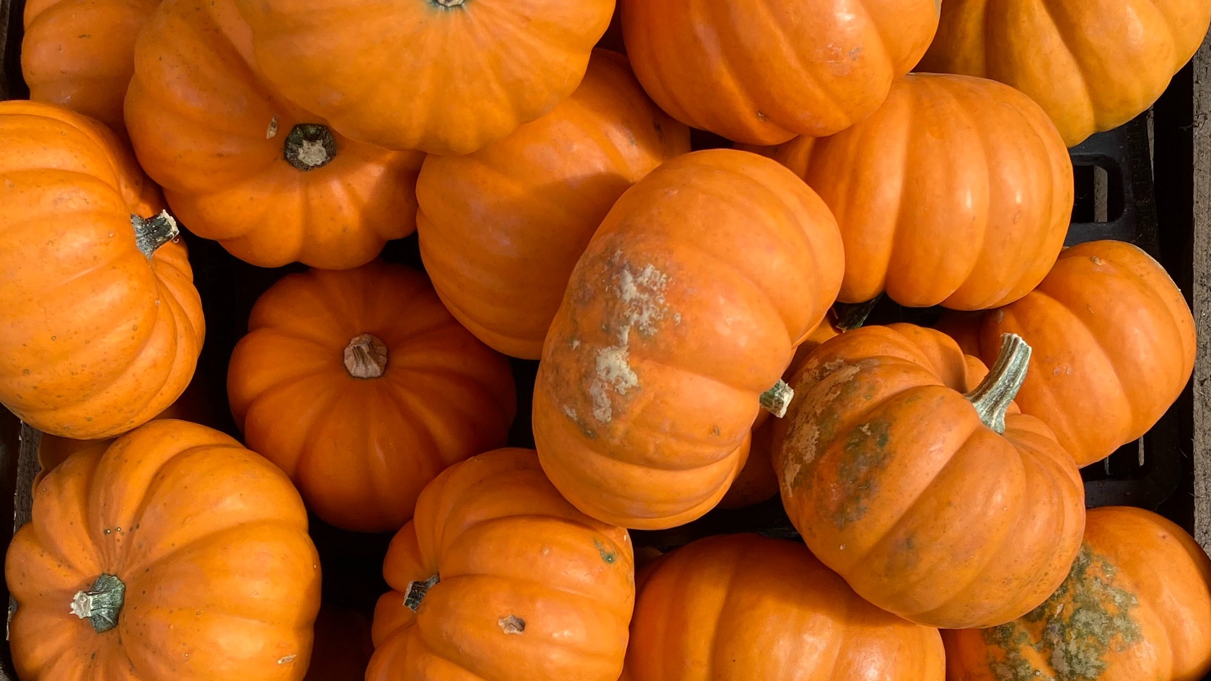 Pumpkin Painting