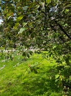 Rombergpark