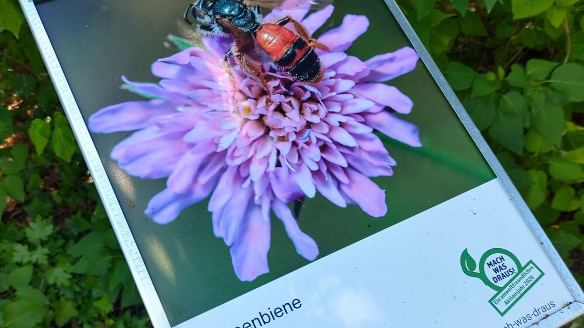 Insektenfreundliche Sommerferienwoche - „Die Spinne wär gerne so niedlich wie ein Marienkäfer …“