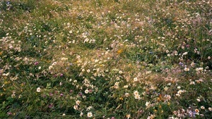 Natur und Pflanzen mit dem Blick von Lawrence Beck