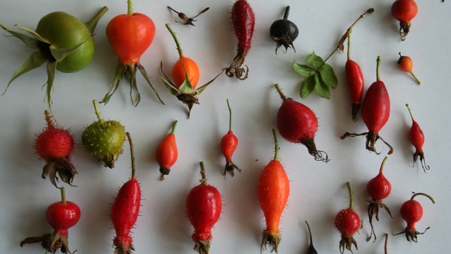 NEU Hagebuttenbunt – KreativWorkshop für Familien