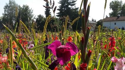 Naturerlebnis und Klimaschutz - ein Spaziergang durch den zentralen Grünzug zwischen Westkreuz und Neuaubing