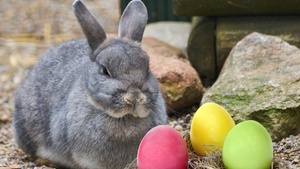 Buntes Ostereiersuchen im Wildpark Schwarze Berge