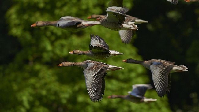Zugvögel im Spreepark