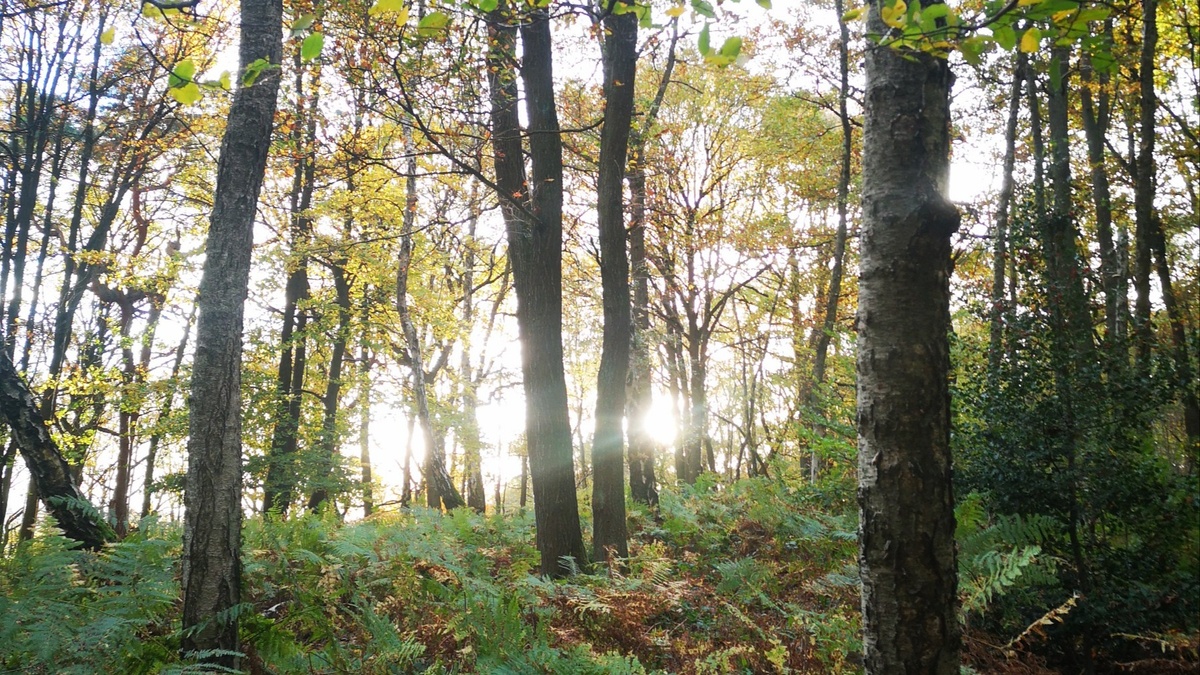 Baumzeit \u002D Natur erleben in Köln