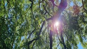 Baum und Strauch Spaziergang - Wildkräuterei Köln