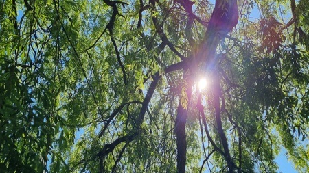 Baum und Strauch Spaziergang - Wildkräuterei Köln
