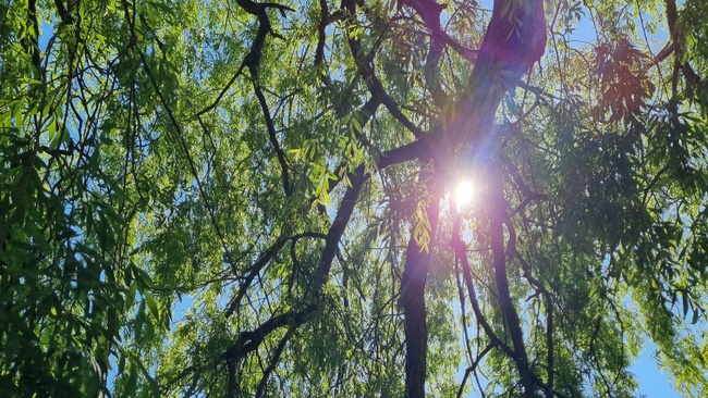 Baum und Strauch Spaziergang - Wildkräuterei Köln
