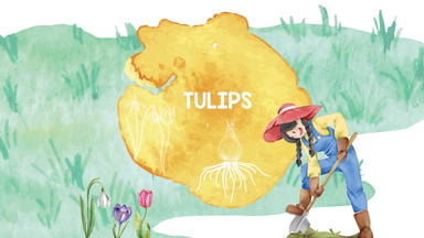 Tulips am Weltbodentag