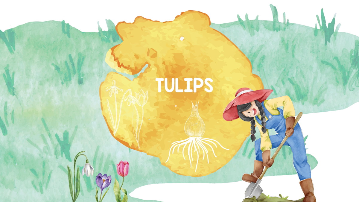 Titelbild der Veranstaltung Tulips am Weltbodentag