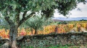 Weinreise: Spanien& Portugal