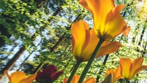 GartenPraxis! Profi-Wissen für jede Jahreszeit Thema: Frühlingserwachen