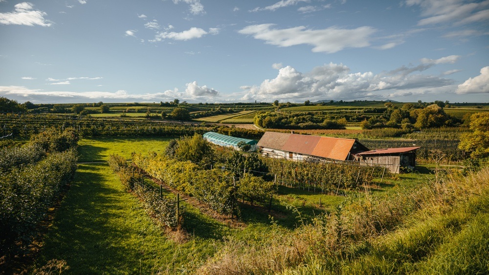 Wein- und Obstbauführung