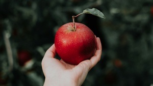 Ein Apfel am Tag vertreibt den Arzt - Alles rund um den Apfel