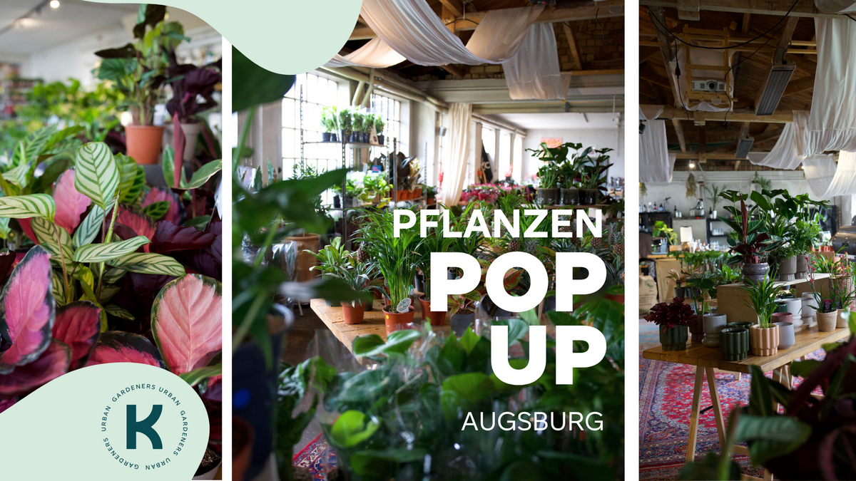 Pflanzen Pop-Up Augsburg