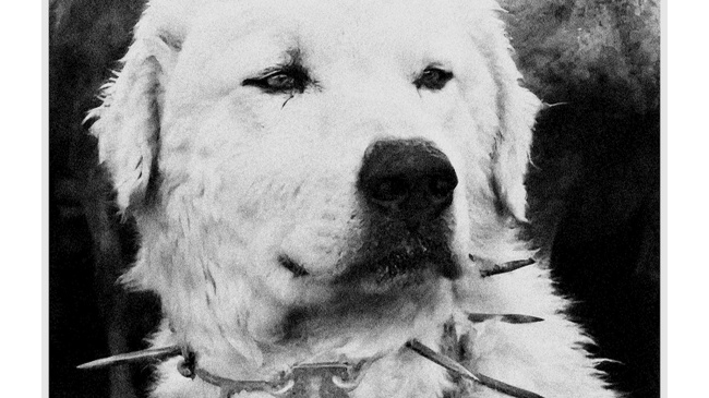 Music for Human People w/ Gewalt, Das Kinn, Gelbes Pep aus Düsseldorf, Dispo