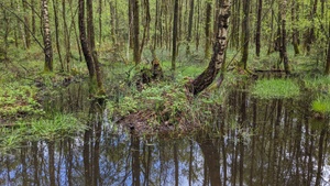Moorspaziergang in Dünnwald (BUND NRW e.V.)