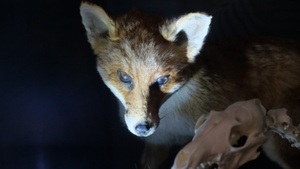 FAMILIENFÜHRUNG | Taschenlampenführung. Nachts im Naturkundemuseum