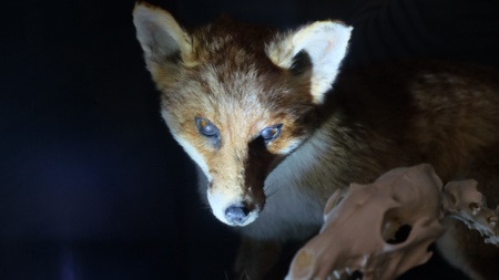 FAMILIENFÜHRUNG | Taschenlampenführung. Nachts im Naturkundemuseum