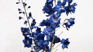 Delphinium Maximum