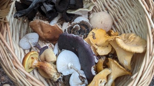 Mushroom and Ecology Walk