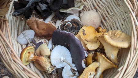 Mushroom and Ecology Walk
