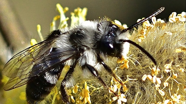 Wildbienen im Spreepark