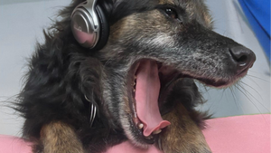 KNALLKREBS, KUCKUCK & CO