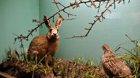 FAMILIENFÜHRUNG | Wilde Nachbarn