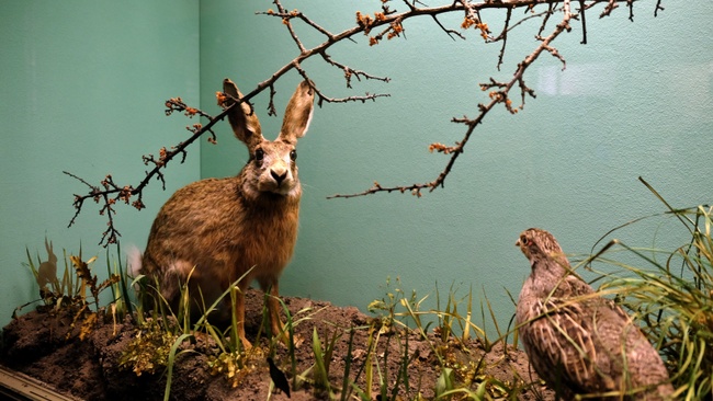 FAMILIENFÜHRUNG | Wilde Nachbarn