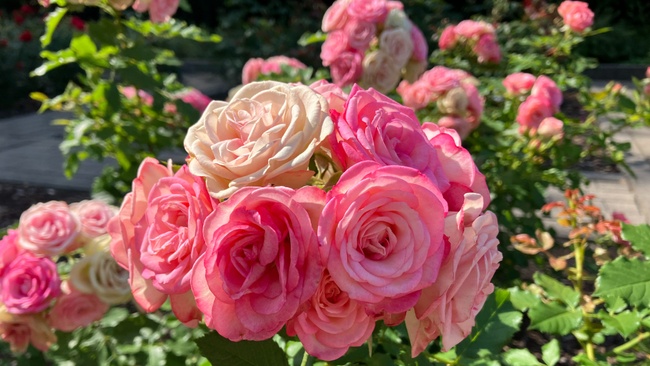 An der Nase herumgeführt?! Duftführung durch das Deutsche Rosarium