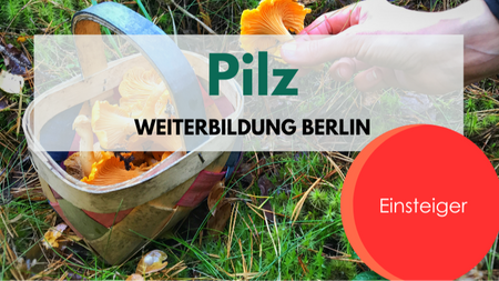 Pilze für Einsteiger - Weiterbildung