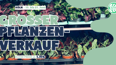 Großer Pflanzenverkauf Köln