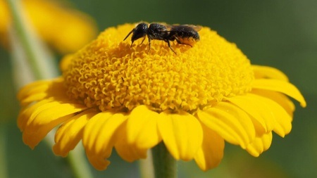 Workshop: Wildbienennisthilfen bauen - Biodiversität in der Stadt fördern