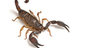 Insectophobie - Ausstellung